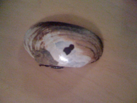 shell heart